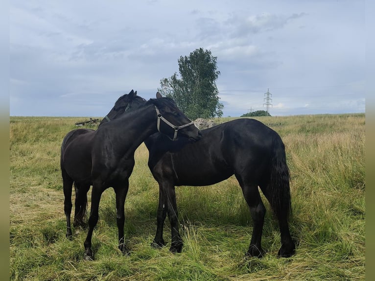 Summer residence for 2-year-old stallions