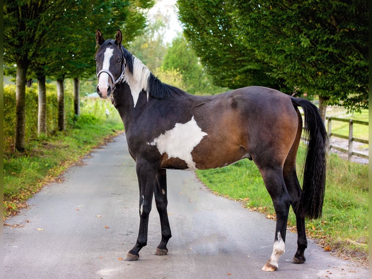 Weaning paddock for weanlings