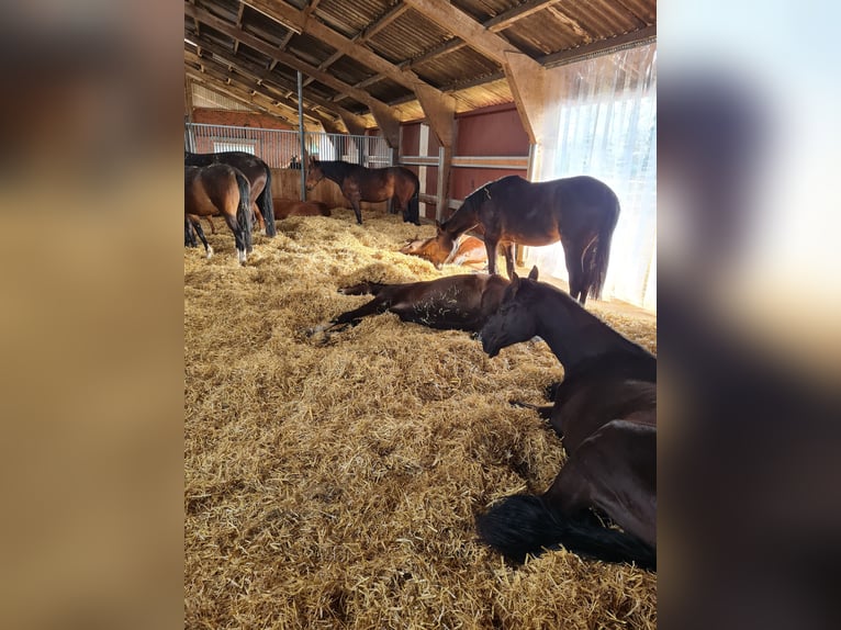 Zuchtstutenpension/ Jungpferde Aufzucht/Ausbildung/Vermarktung