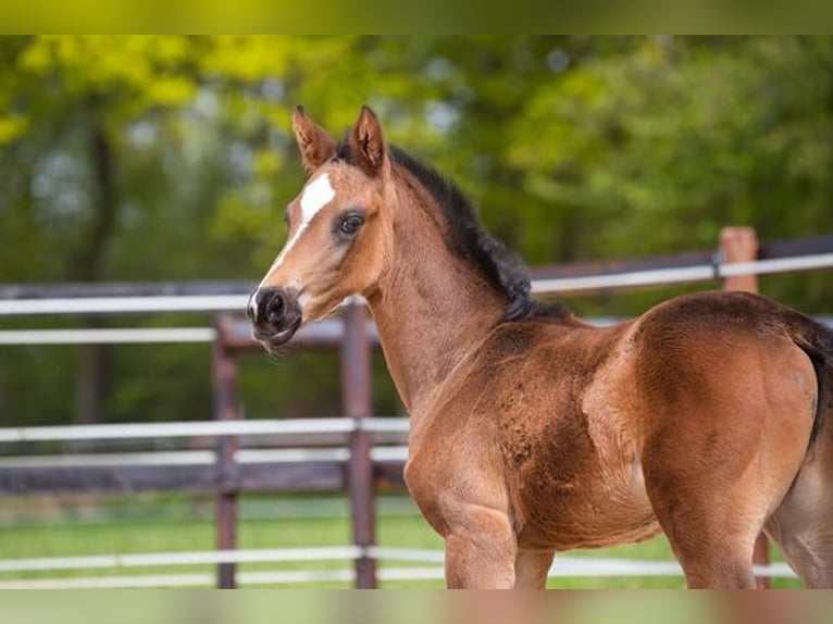 Zuchtstutenpension/ Jungpferde Aufzucht/Ausbildung/Vermarktung