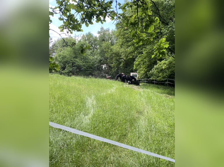 1 - 2 Offenstallplätze