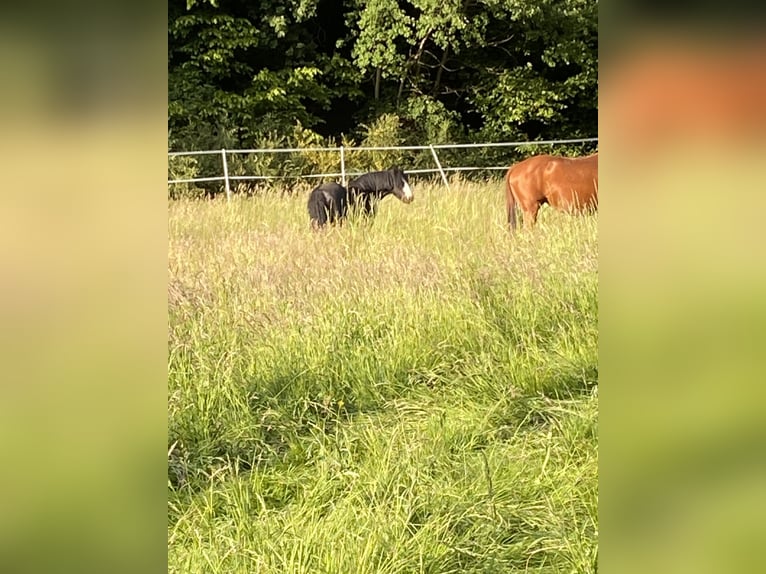 1 - 2 Offenstallplätze