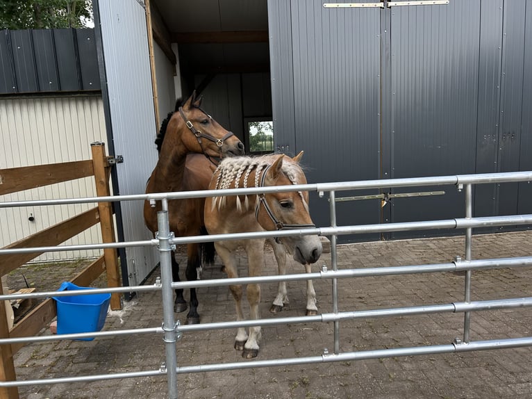 1-2 open stalls available in the herd barn