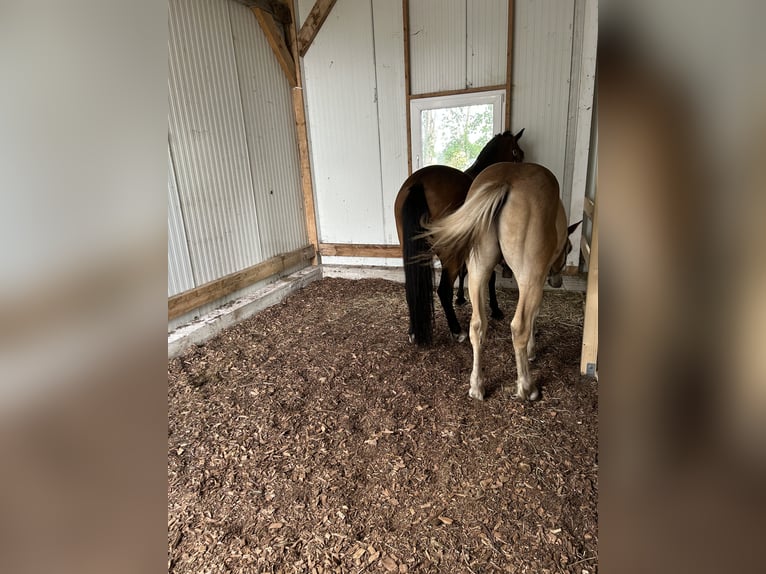 1-2 open stalls available in the herd barn