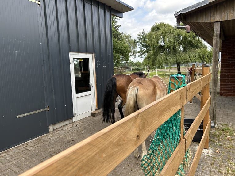 1-2 open stalls available in the herd barn