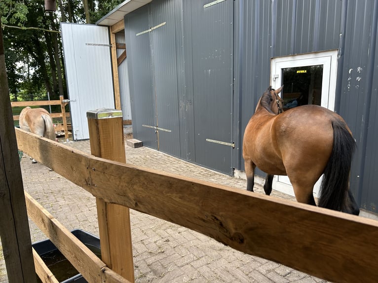 1-2 open stalls available in the herd barn