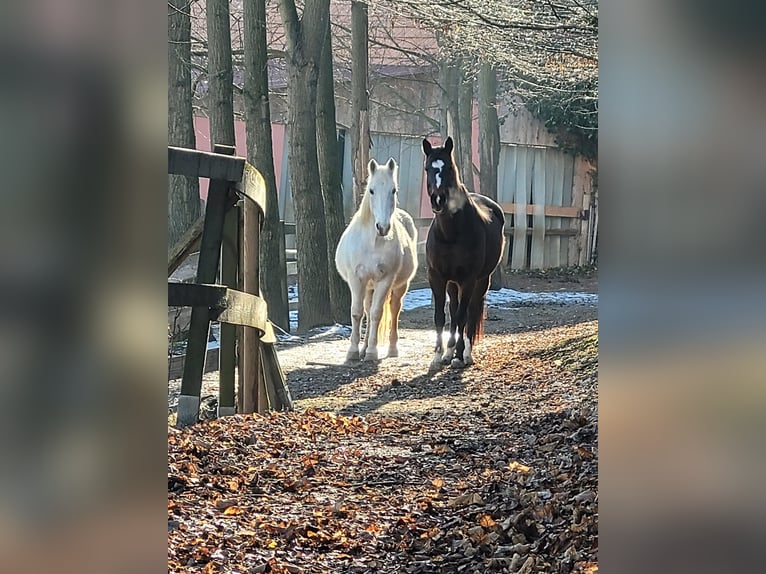1-4 places available in a family-friendly open stable with a mixed small group.