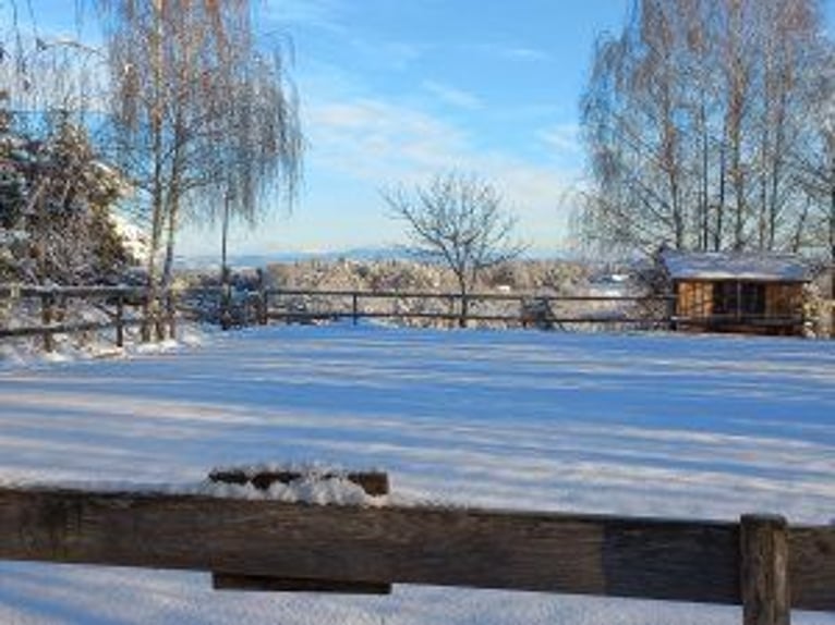 1-4 places available in a family-friendly open stable with a mixed small group.