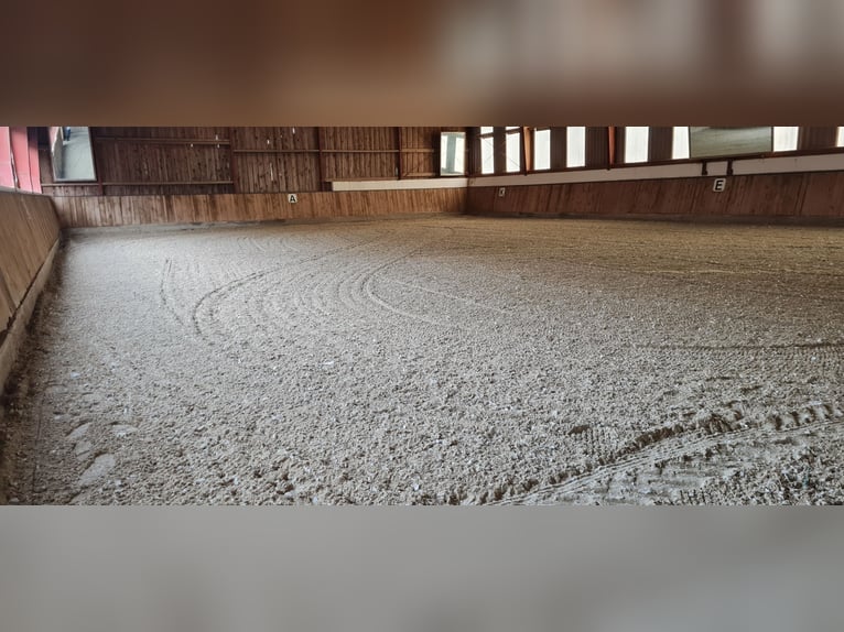 1 Platz im Offenstall für Kleinpferd oder Pony in Böheimkirchen zu vergeben 