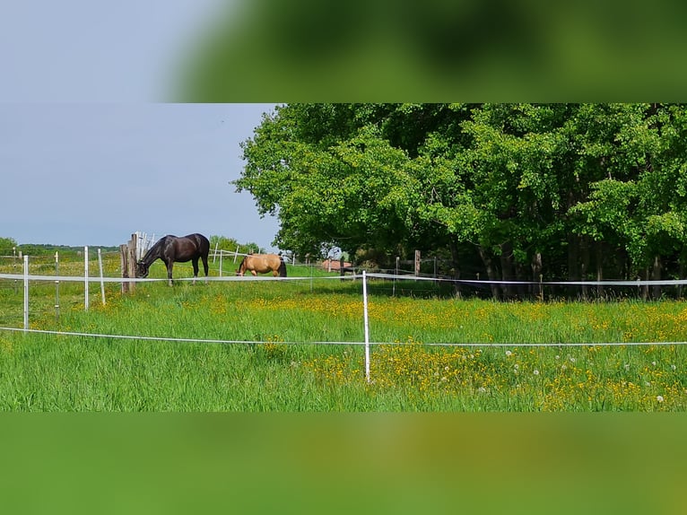 1 Platz im Offenstall für Kleinpferd oder Pony in Böheimkirchen zu vergeben 