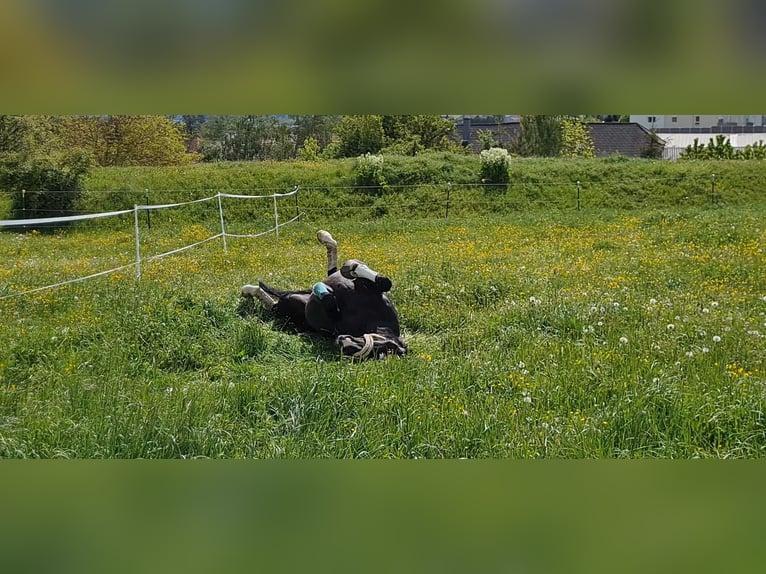 1 Platz im Offenstall für Kleinpferd oder Pony in Böheimkirchen zu vergeben 