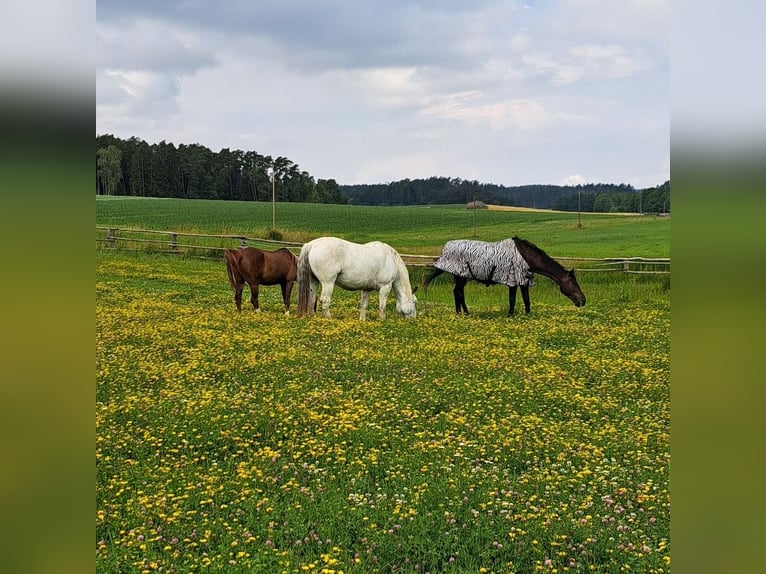 1 Platz im Offenstall in teilpension 