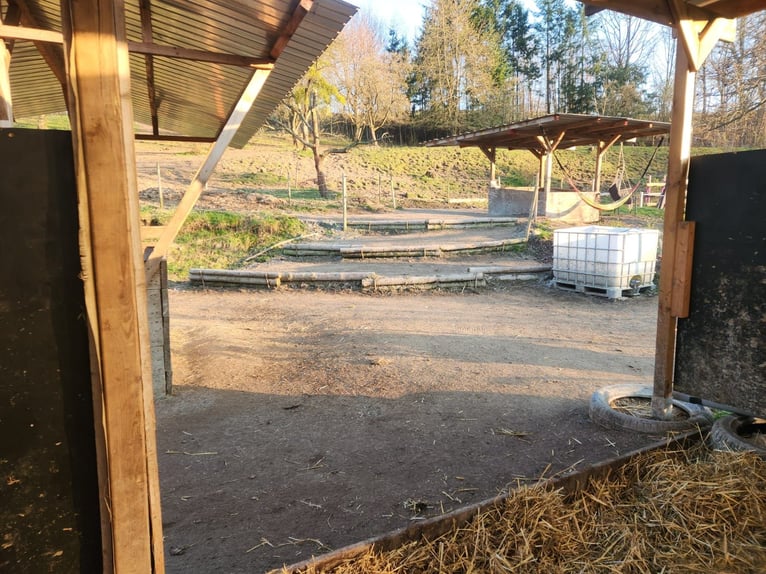 2-3 open stable paddock and pasture space available for rent