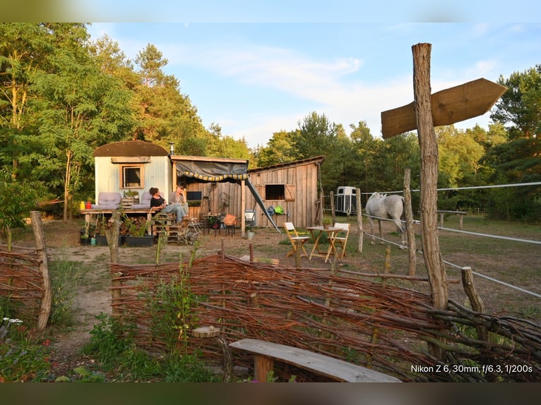 2 Offenstallplätze (Wallach) frei – idyllische Naturkoppel am Waldrand mit Unterständen und Roundpen