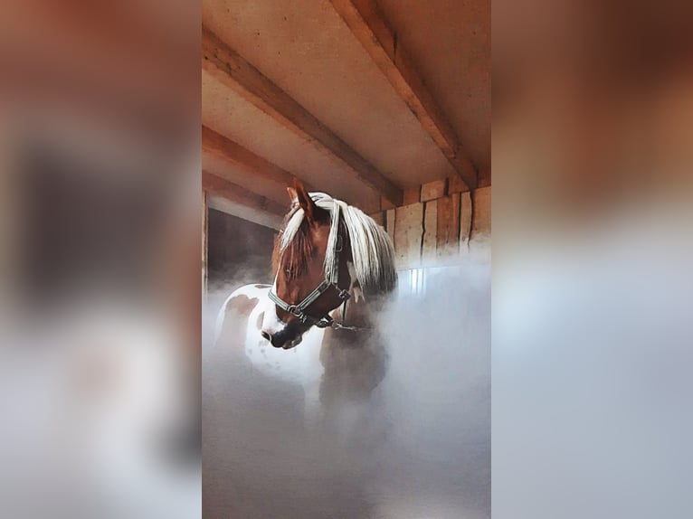 2 turnout paddock spaces for allergy-sensitive or retired horses (gelding)