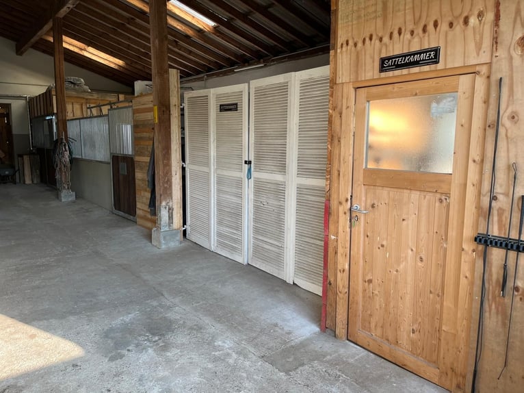 2 turnout paddock spaces for allergy-sensitive or retired horses (gelding)