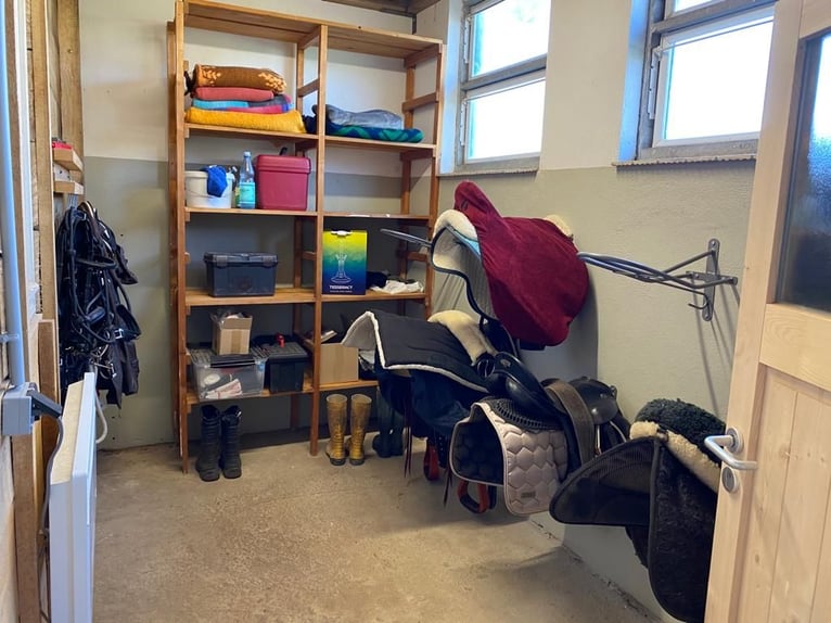 2 turnout paddock spaces for allergy-sensitive or retired horses (gelding)