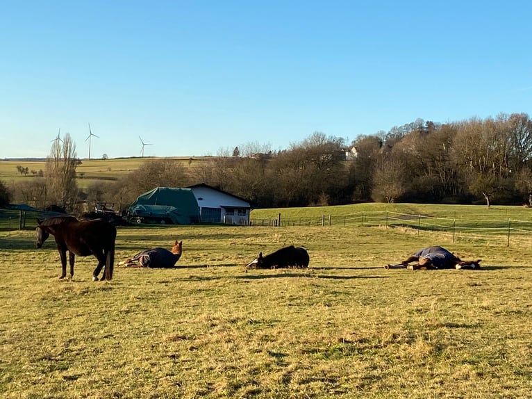 2 turnout paddock spaces for allergy-sensitive or retired horses (gelding)