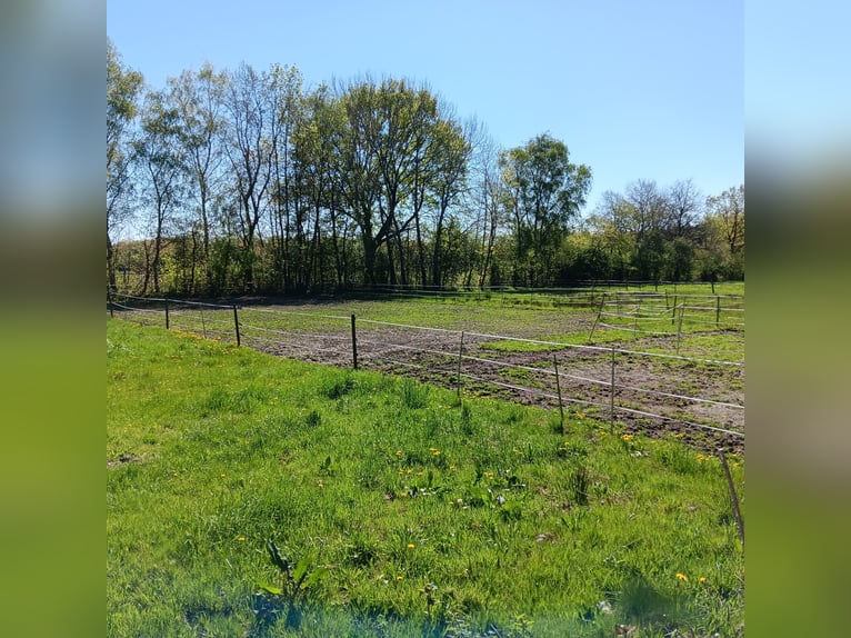 2 turnout paddock spaces for Icelandic mare or pony mare in Appen-Etz