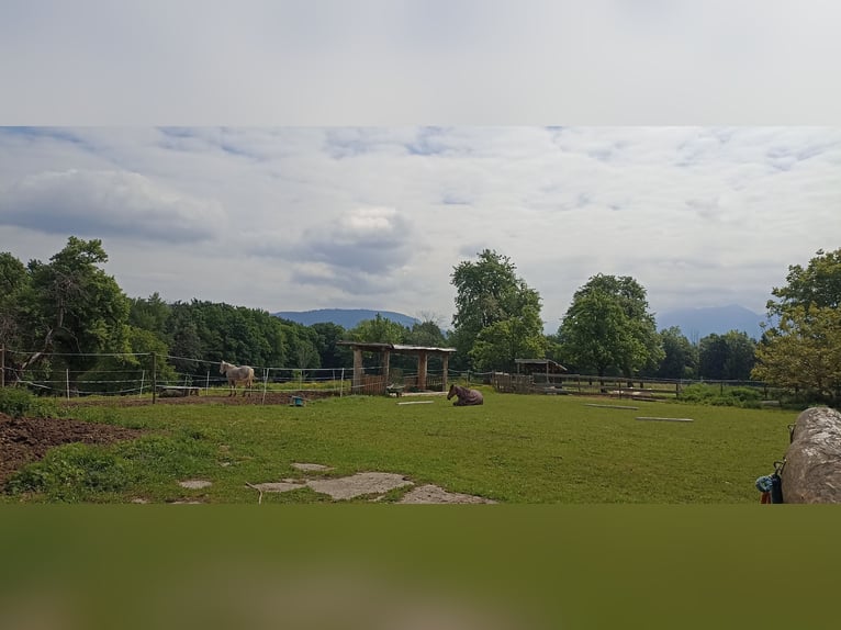 3 Offenstallplätze für Freizeitpferde/Senioren 3 Offenstallplätze für Freizeitpferde/Senioren