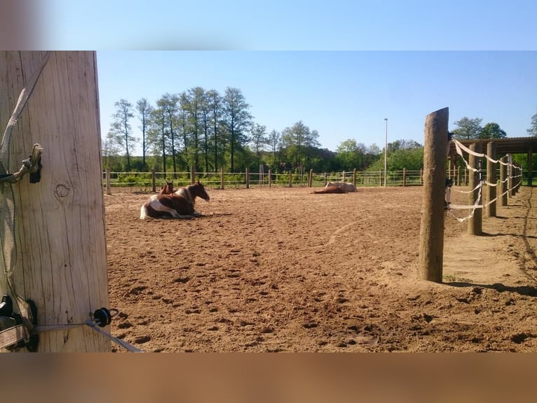4x Paddock Pferdebox ähnliche Haltung - Offenstall