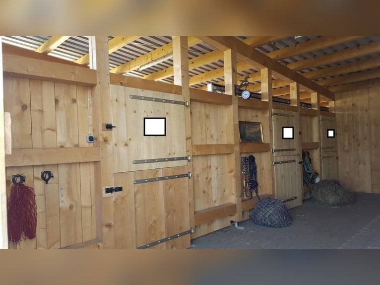 4x Paddock Pferdebox ähnliche Haltung - Offenstall