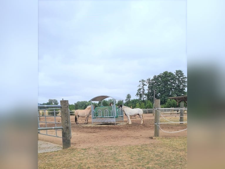 4x Paddock Pferdebox ähnliche Haltung - Offenstall