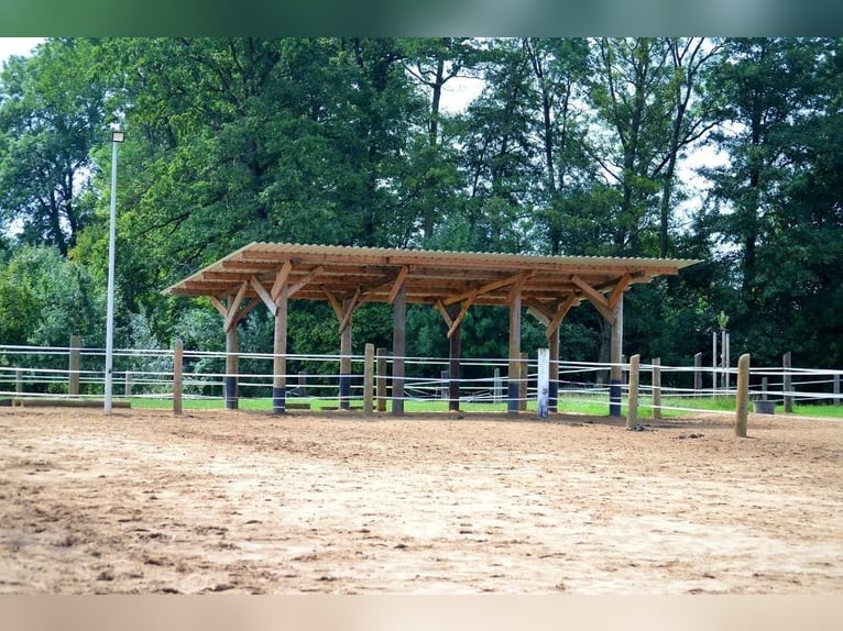 4x Paddock Pferdebox ähnliche Haltung - Offenstall