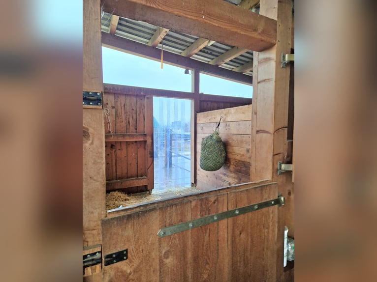 4x Paddock Pferdebox ähnliche Haltung - Offenstall
