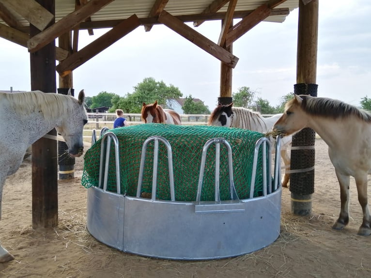 4x Paddock Pferdebox ähnliche Haltung - Offenstall