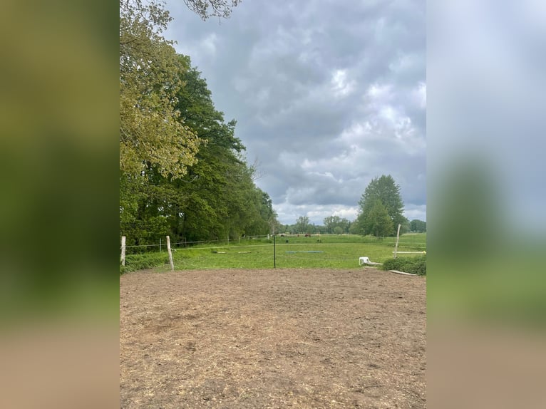 Artgerechte Pferdehaltung im Offenstall – Selbstversorger willkommen!
