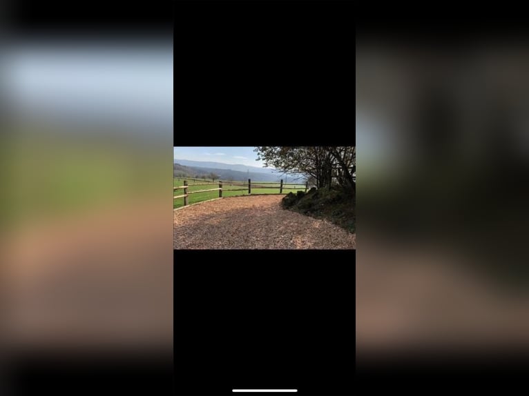 Available free pasture stall at Wide Field Ranch in Breitenfeld.