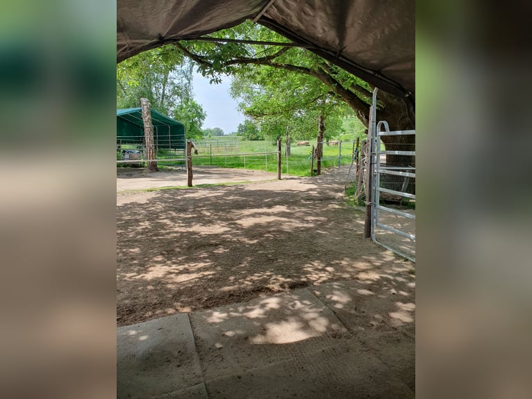 Available spaces for mares in pasture-based or free-range stables
