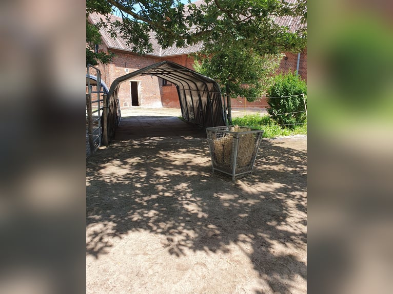 Available spaces for mares in pasture-based or free-range stables