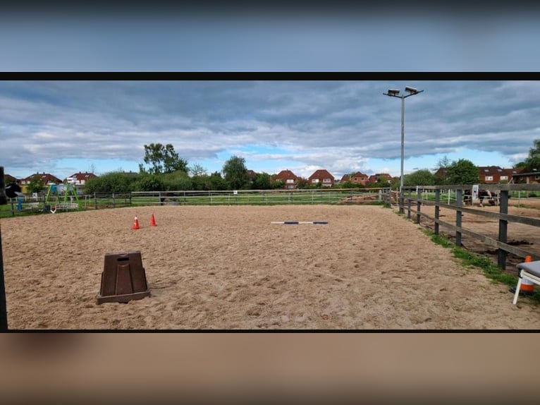 Available stable space in an open stable – suitable for horses with allergies or respiratory sensiti
