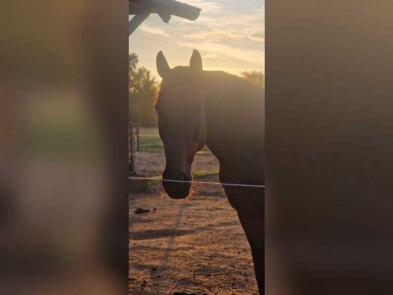 Available stable space in an open stable – suitable for horses with allergies or respiratory sensiti