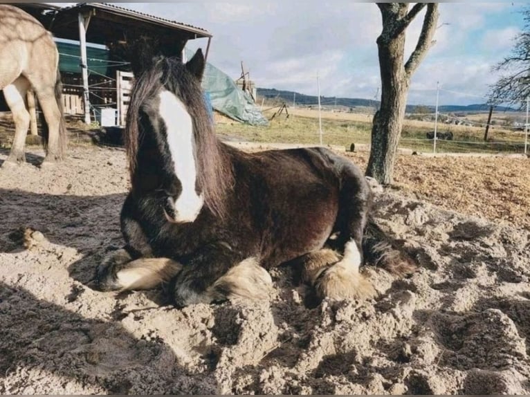 Available stable space – open stable, paddock, pasture, turnout area