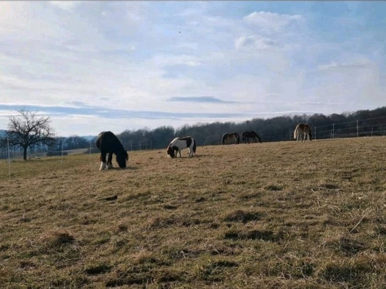 Available stable space – open stable, paddock, pasture, turnout area