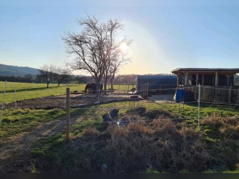 Available stable space – open stable, paddock, pasture, turnout area