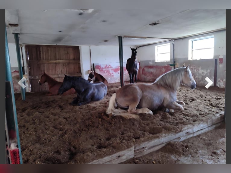 Available stabling spaces // Private open stable // Paddock with run-in shed