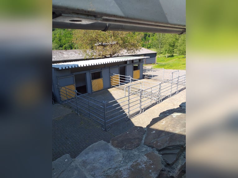 Available turnout spaces, possibly also box stalls with paddock access.