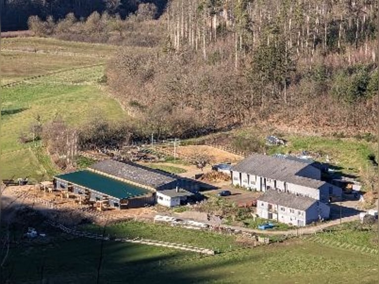 Available turnout spaces, possibly also box stalls with paddock access.