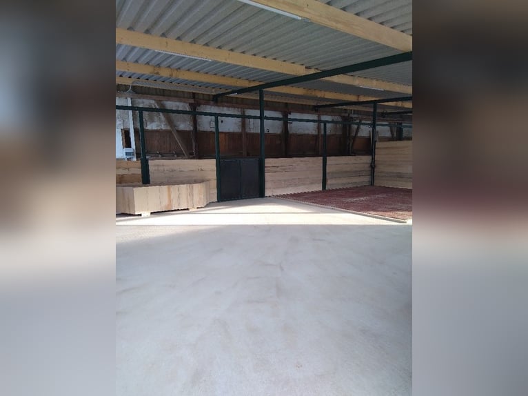 Available turnout spaces, possibly also box stalls with paddock access.