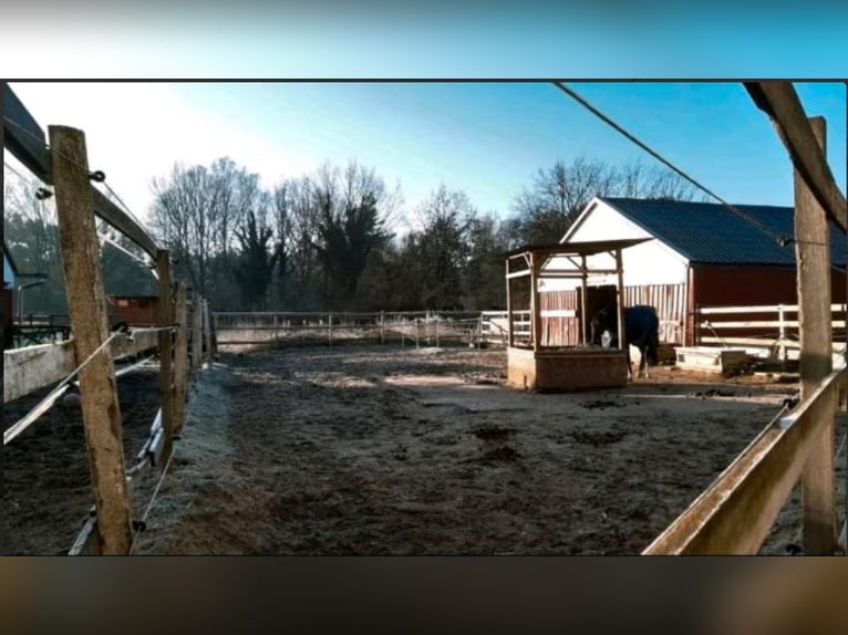  Biete Paddock / Offenstallplatz in Schildow