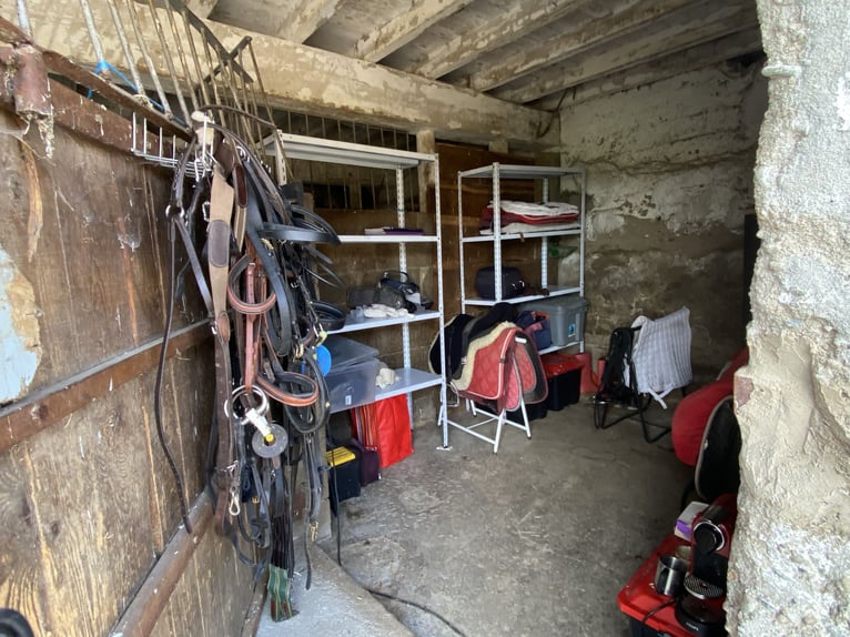 Boarding option: pasture or paddock