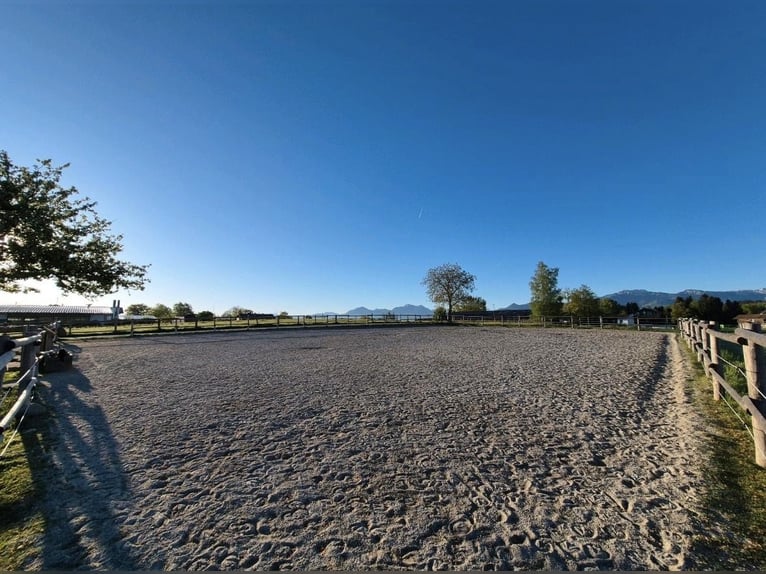 Boarding spaces for horses available from November.