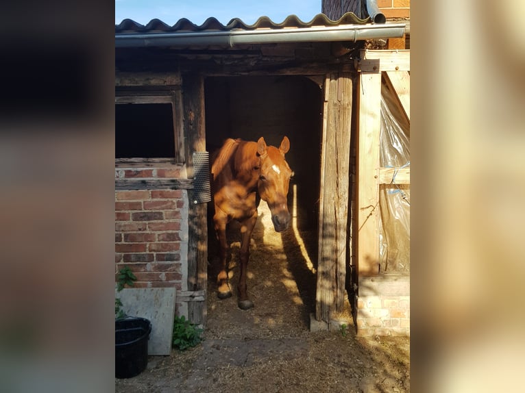 Box in Offenstall