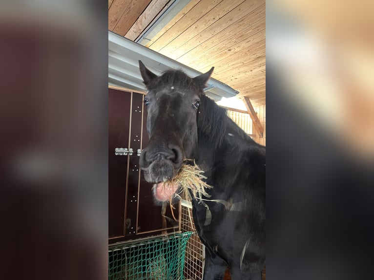 Comfortable outdoor paddock / stable space available at an affordable price – seeking companionship