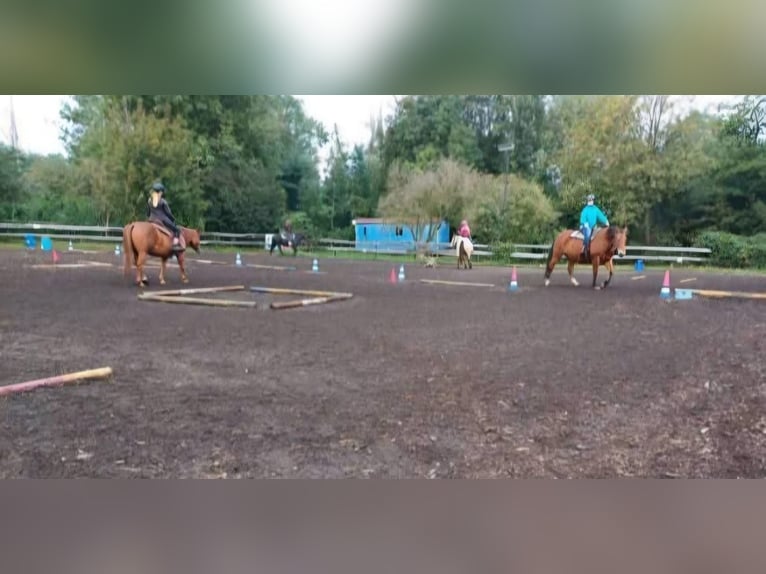 Einstell- Pensionsplatz im Offenstall für Pferd/Pony in Görlitz am Berzdorfer See