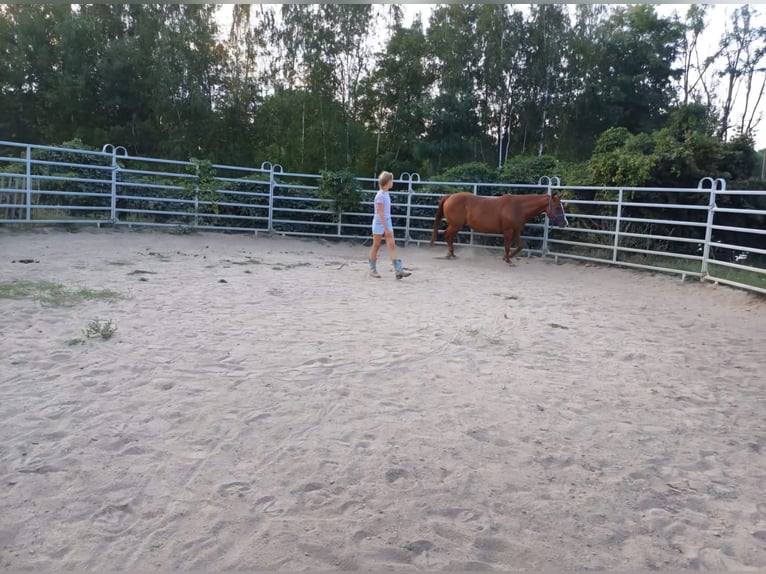 Einstell- Pensionsplatz im Offenstall für Pferd/Pony in Görlitz am Berzdorfer See